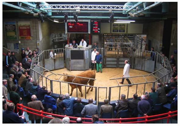online livestock auctions live
